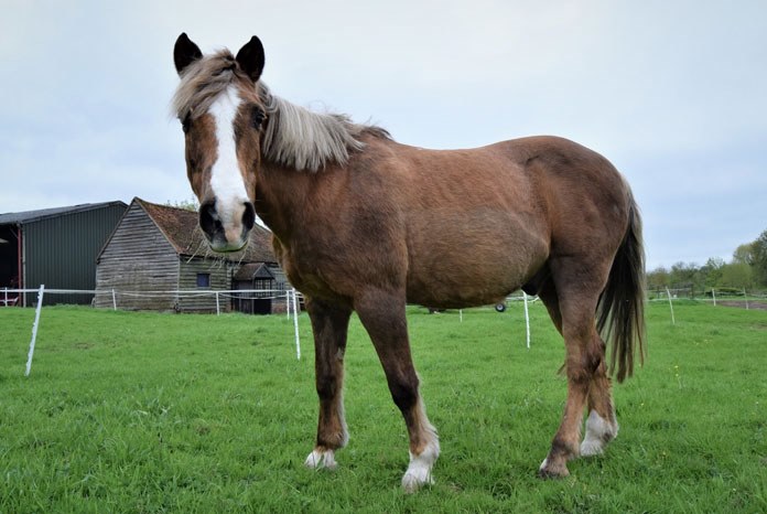 New research conducted in collaboration with Spillers and published in the Equine Veterinary Journal has shown that even healthy older horses have increased insulin responses, compared to younger horses, in response to a starch rich or starch and sugar rich meal.