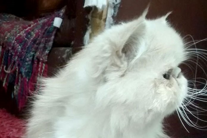 New research by the Royal Veterinary College in collaboration with the University of Edinburgh has found that almost two thirds of Persian cats suffer from at least one health condition1.