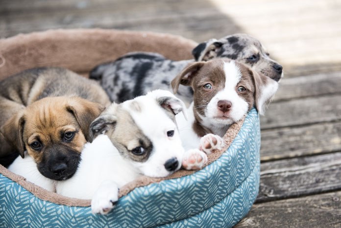 The University of Lincoln is looking for puppies that are less than 12 weeks old to take part in a behaviour study, and is offering veterinary nurses a £10 voucher for every animal recruited. 