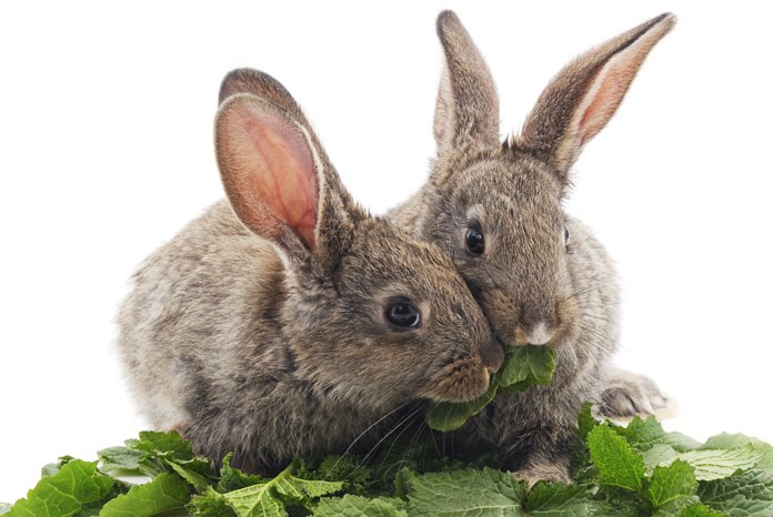 Burgess Pet Care, the organisers of Rabbit Awareness Week (RAW), is thanking veterinary nurses for their help in making this year's campaign the most successful in its 13 year history.