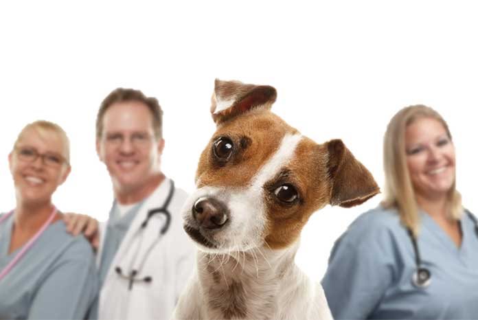 Recruitment agency Recruit4Vets has published the results of two small surveys it conducted amongst veterinary surgeons and nurses to investigate typical rates of pay for permanent and locum veterinary surgeons and nurses.