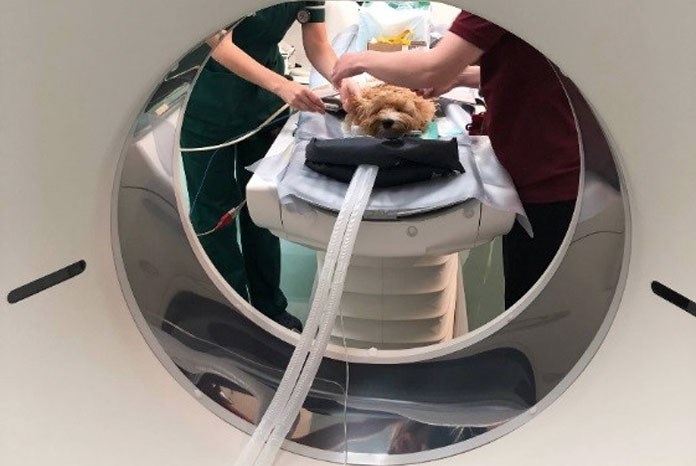 RVC unveils one of the most advanced CT scanners in veterinary use -  VetNurse News - Vet Nurse - Vet Nurse