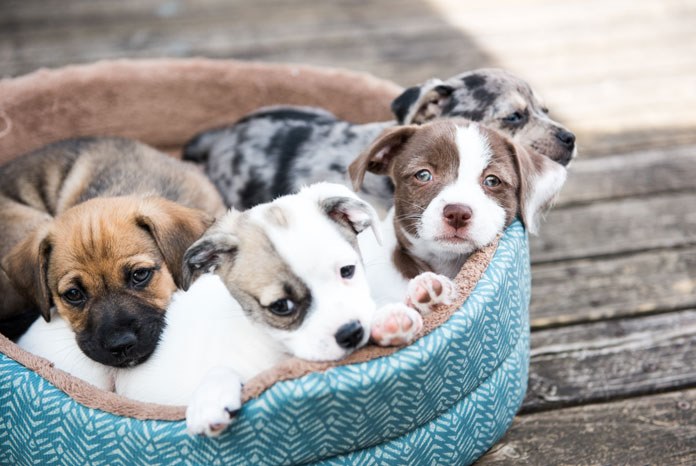 The Government has announced that it is developing new proposals to crack down on puppies being reared in unhealthy circumstances by unscrupulous breeders who disregard their welfare.