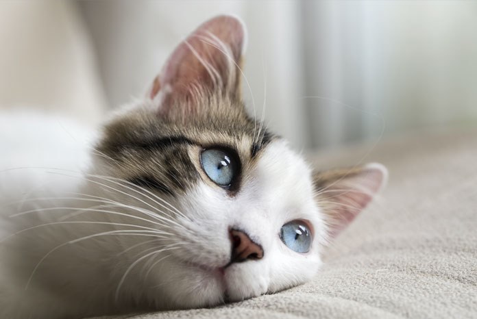 The government has launched a call for evidence on cat microchipping, to find out what the effect of compulsory microchipping would be on owners, rescue and rehoming centres and cats themselves.