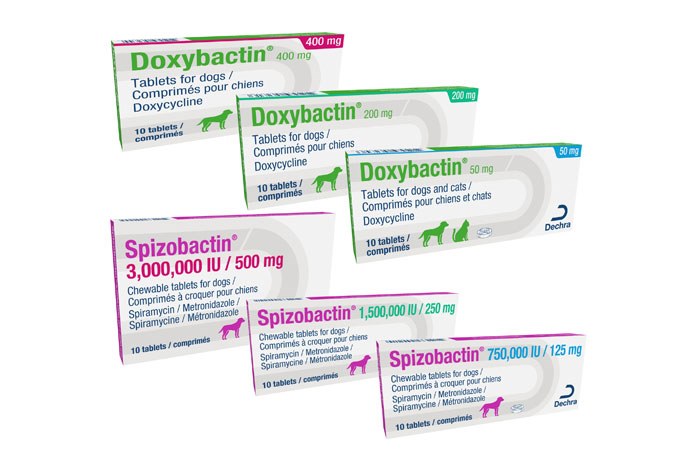 Dechra Veterinary Products has announced the launch of two new antibiotics to treat a range of bacterial infections in cats and dogs.