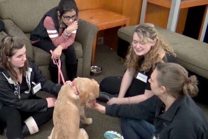 New research from Washington State University - with support from Mars Petcare’s Waltham Centre for Pet Nutrition - has revealed that therapy dogs can improve the executive function and cognitive ability of university students at risk of academic stress and failure1.