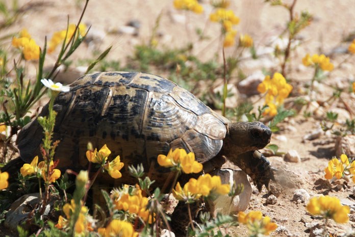 Turtle Survival Europe has announced that it is to hold a CPD qualifying conference, 'Chelonian Conservation and Welfare in Europe'