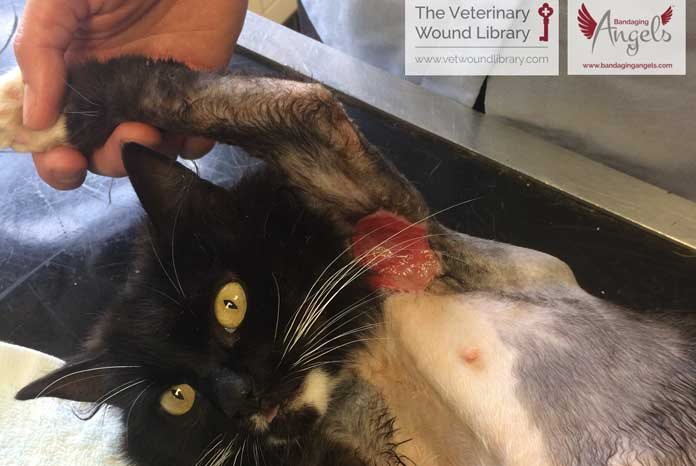 This month's Topic of the Month is veterinary wound management