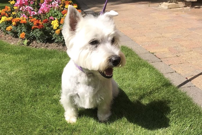 The Royal Veterinary College has announced the results of the world's largest study of West Highland White Terriers1, 