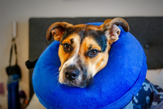 Virbac to host free webinar about canine castration