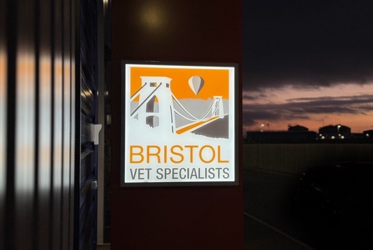 Bristol Vet Specialists launches new surgical procedure for dogs with mitral valve disease