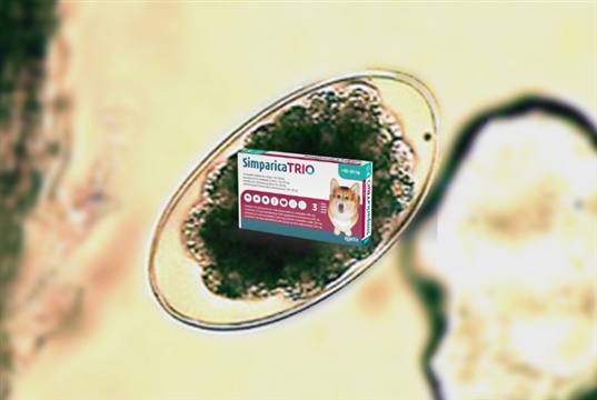 Free lungworm webinar for vet nurses