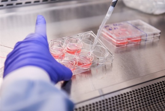 Participants needed for new research into osteosarcoma in dogs