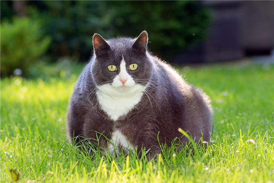 Fat cats are the most pressing welfare problem