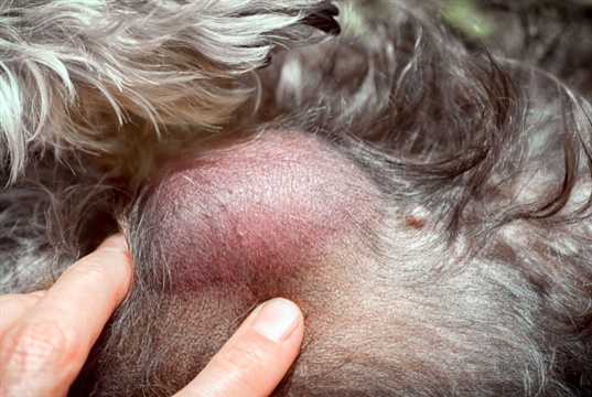 62% of canine lumps going undiagnosed