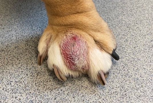 New guidelines for treating bacterial skin infections in dogs