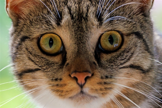 GI on Friday, respiratory on Saturday, cardiology on Sunday at World Feline Congress 2026