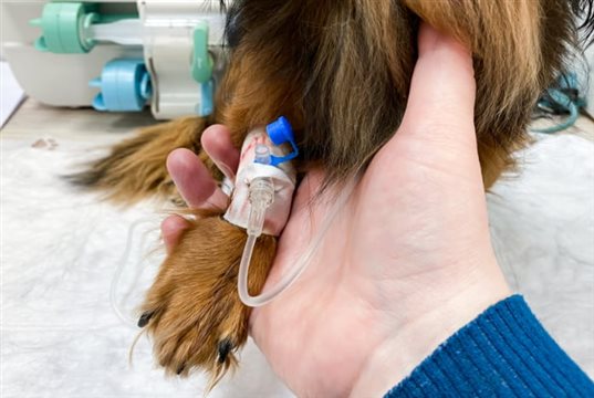 New study shows vapocoolant spray may be the better option for IV catheterisation
