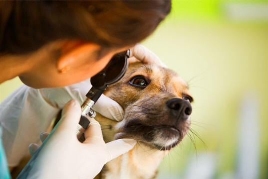New ophthalmology referral service for cats and dogs in the North West