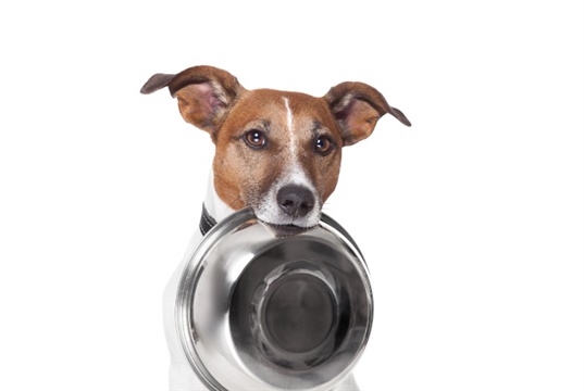 New pet food course for vet nurses