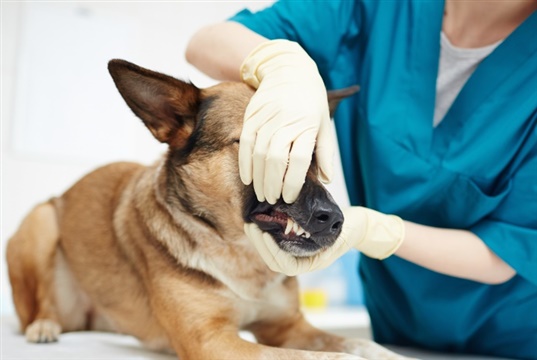 Vet nurses more likely to be injured at work than vets