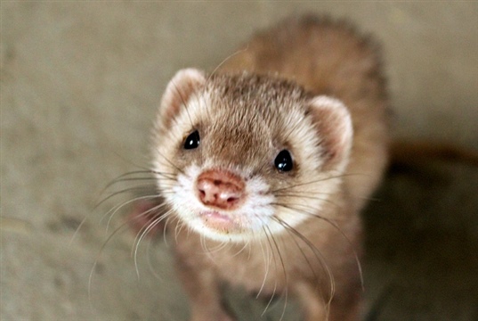 Ferrets, rabbits and axolotls on the agenda at May exotics CPD conference