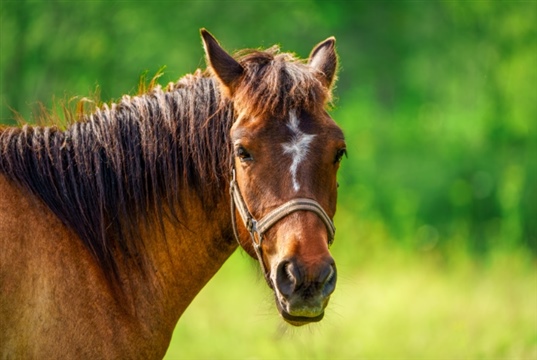 Zoetis to host Equine Parasite Control Masterclass for vet nurses