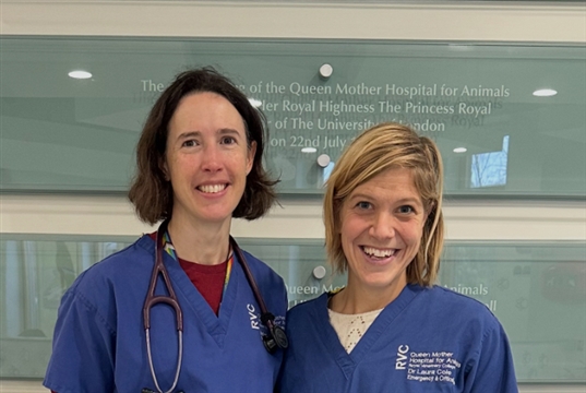 New RVC Renal Recovery Clinic offers post AKI monitoring for dogs