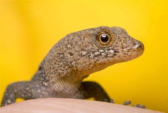 Webinar about diagnostic imaging for exotics