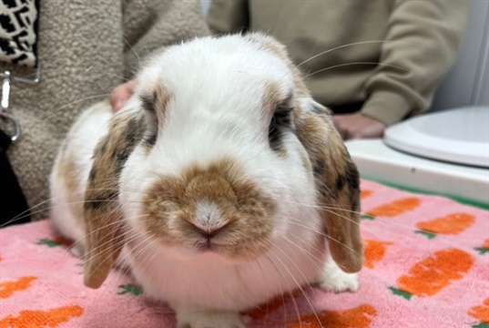 New research highlights importance of routine veterinary otoscopic ear checks for lop-eared rabbits