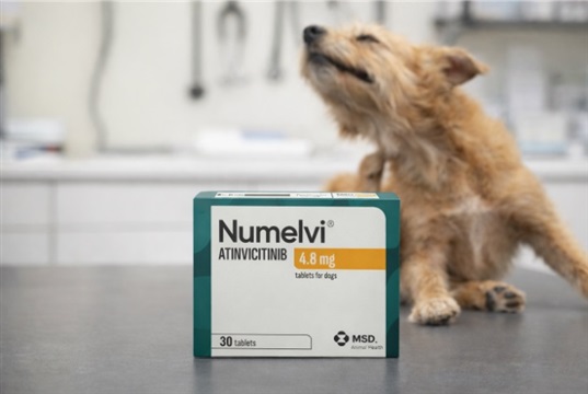 New treatment for allergic dermatitis in dogs