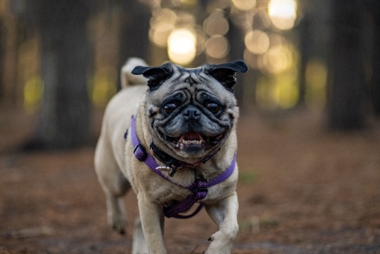 Prednisolone and clopidogrel linked to three-month survival in Pugs with protein-losing enteropathy