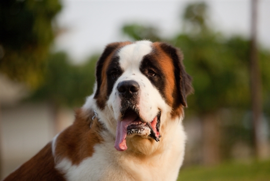 Giant dogs die younger and suffer more health problems