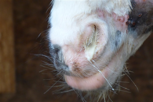 Research reveals how strangles spreads