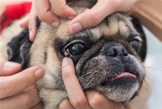 Pet Eye Health Awareness Week returns in September