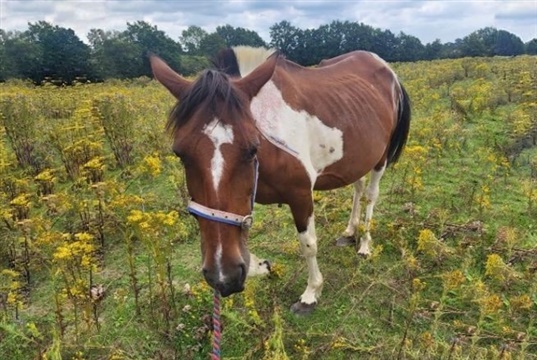 New resource for practices called to help unknown horses