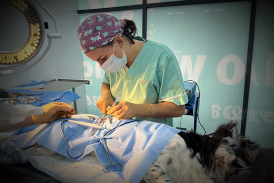CVS upskills over 300 of its vet nurses to carry out minor surgical procedures